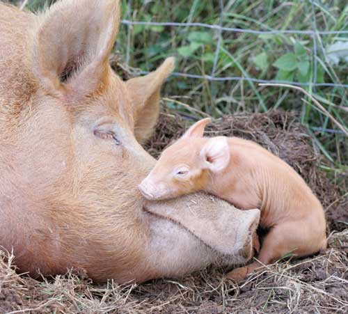 Research: Learning how to eat like a pig