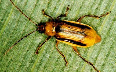 Beetle develops resistance to GM corn