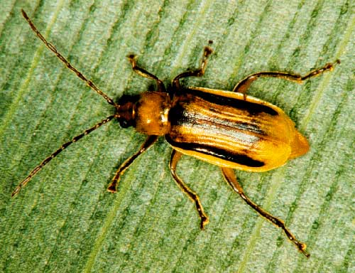 Beetle develops resistance to GM corn