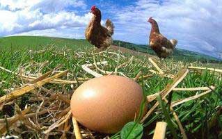 Laying hens may use higher levels of DDGS