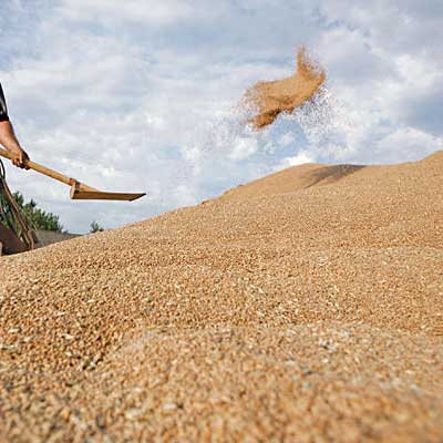 One-third of Russia’s grain is sub-standard