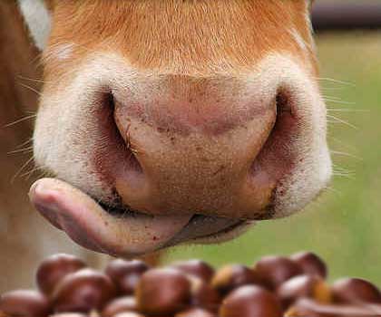 Chestnuts for cattle feed