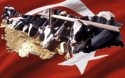 Turkey on the brink of allowing ten more GM-feeds