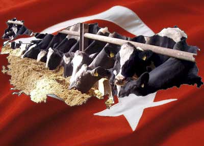 Turkey on the brink of allowing ten more GM-feeds