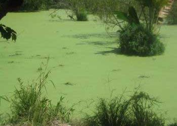 Algae eyed as biofuel and animal feed