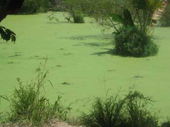 Algae eyed as biofuel and animal feed