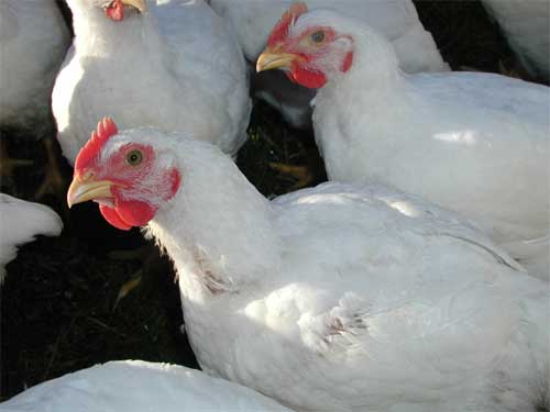 Research: Enzyme treated soybean meal in broilers