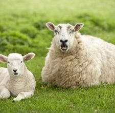 Research: Beet pulp for sows and sheep