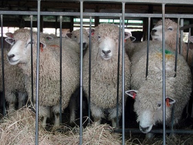 Research: Sheep like flavour diversity, especially umami