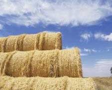 Kazakhstan to increase subsidies for feed production