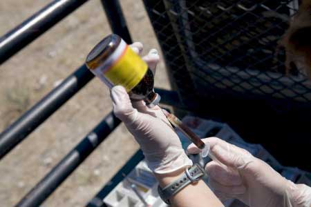 FDA still embraces livestock antibiotics