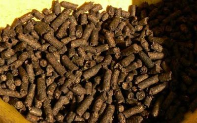Dioxin cause in German beet pulp found