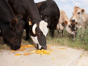 Oranges keep cows healthy