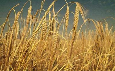 Russian compound feed industry may soon move to ‘synthetic’ barley