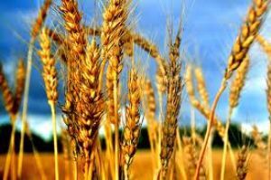 Australian scientists push for GM wheat