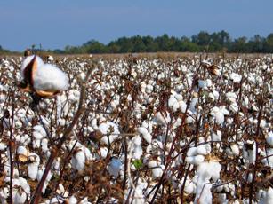 Cotton as potential hay substitute