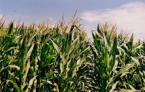 France illegally banned GM crops