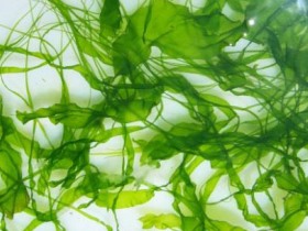 Olmix invests in sea lettuce