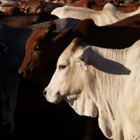 Number of native livestock breeds declining