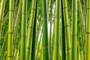 Research: Bamboo vinegar as antibiotic alternative