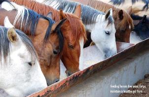 Balancing the equine hindgut flora with live yeast