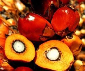 Report; Global palm oil market: 2011 Edition