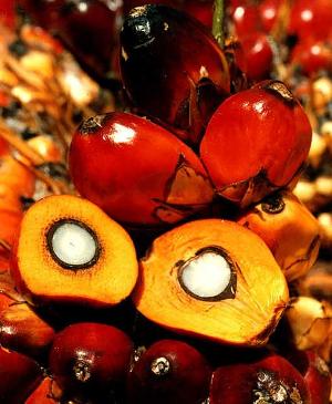 Report; Global palm oil market: 2011 Edition