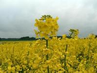 Report: Oilseed farming in the US