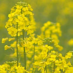 Australia to produce more canola despite drought