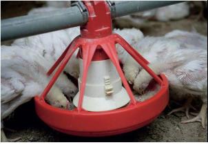 Better pellet quality improves broiler performance