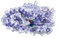 Temperature as a criterion for choosing the right phytase