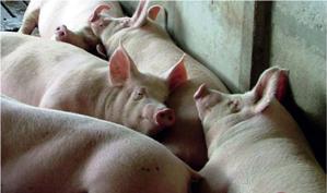 New feed ingredients affect carcass fat quality