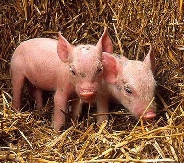 Research: Nutrition and pathology of weaner pigs