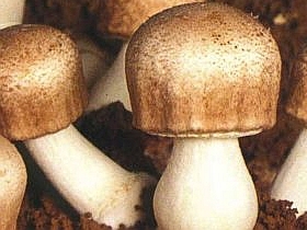 Novel mushroom product reduces antibiotic use