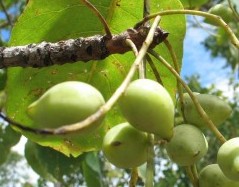Australian plums increase shelf life of petfoods