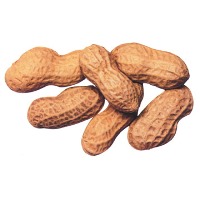 New antifungus protein found in peanuts