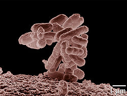 E. coli quickly arms itself against antibiotics in pigs