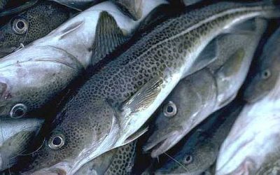 Global G.A.P. requires sustainable sourcing of fishmeal and fish oil