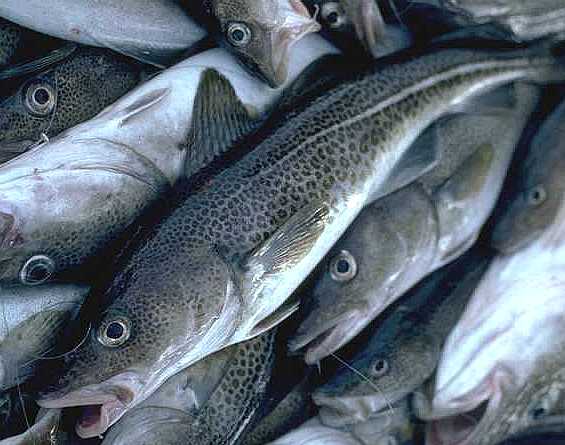 Global G.A.P. requires sustainable sourcing of fishmeal and fish oil