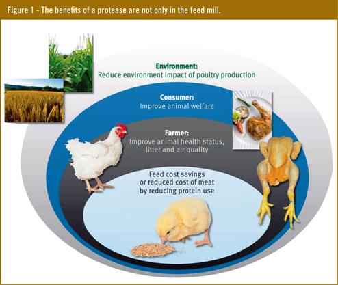 Proteases in broiler diets require careful selection