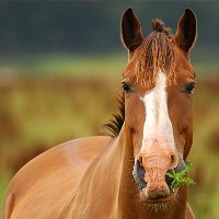 The use of barley in horse feed