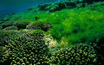 Algae as sustainable protein alternative for animal feed