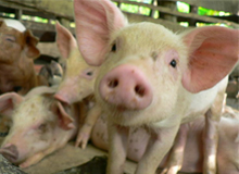 Germans will cull 2,400 pigs due to chloramphenicol