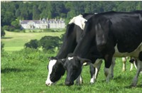 Welsh develop income boosting additive for dairy