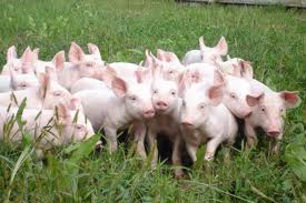 More piglets and lower mortality with plasma