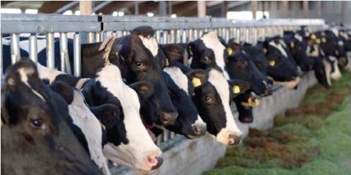 Feeding measures to lower methane emissions