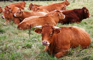 Urea poisoning killed Mexican cattle