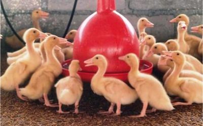 Evaluating mycotoxin binders with ducklings