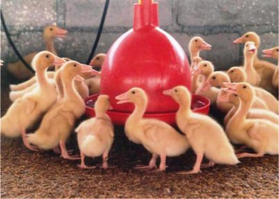 Evaluating mycotoxin binders with ducklings
