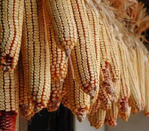 Rising South Korean corn imports to raise hog herds